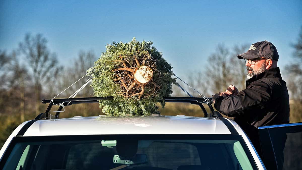 How to Transport a Christmas Tree Safely Consumer Reports